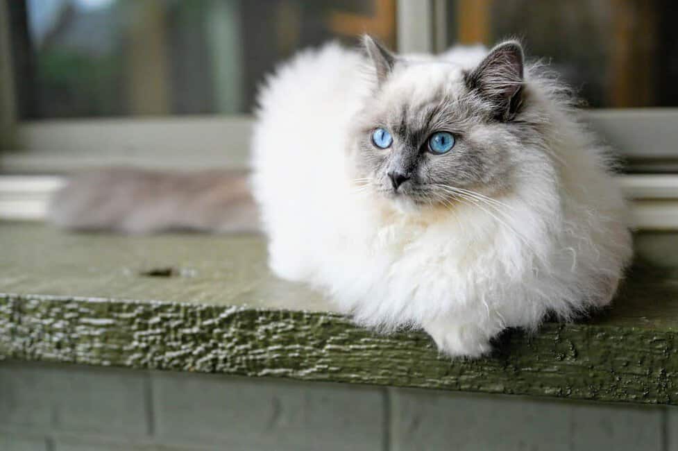 White grey fashion cat with blue eyes